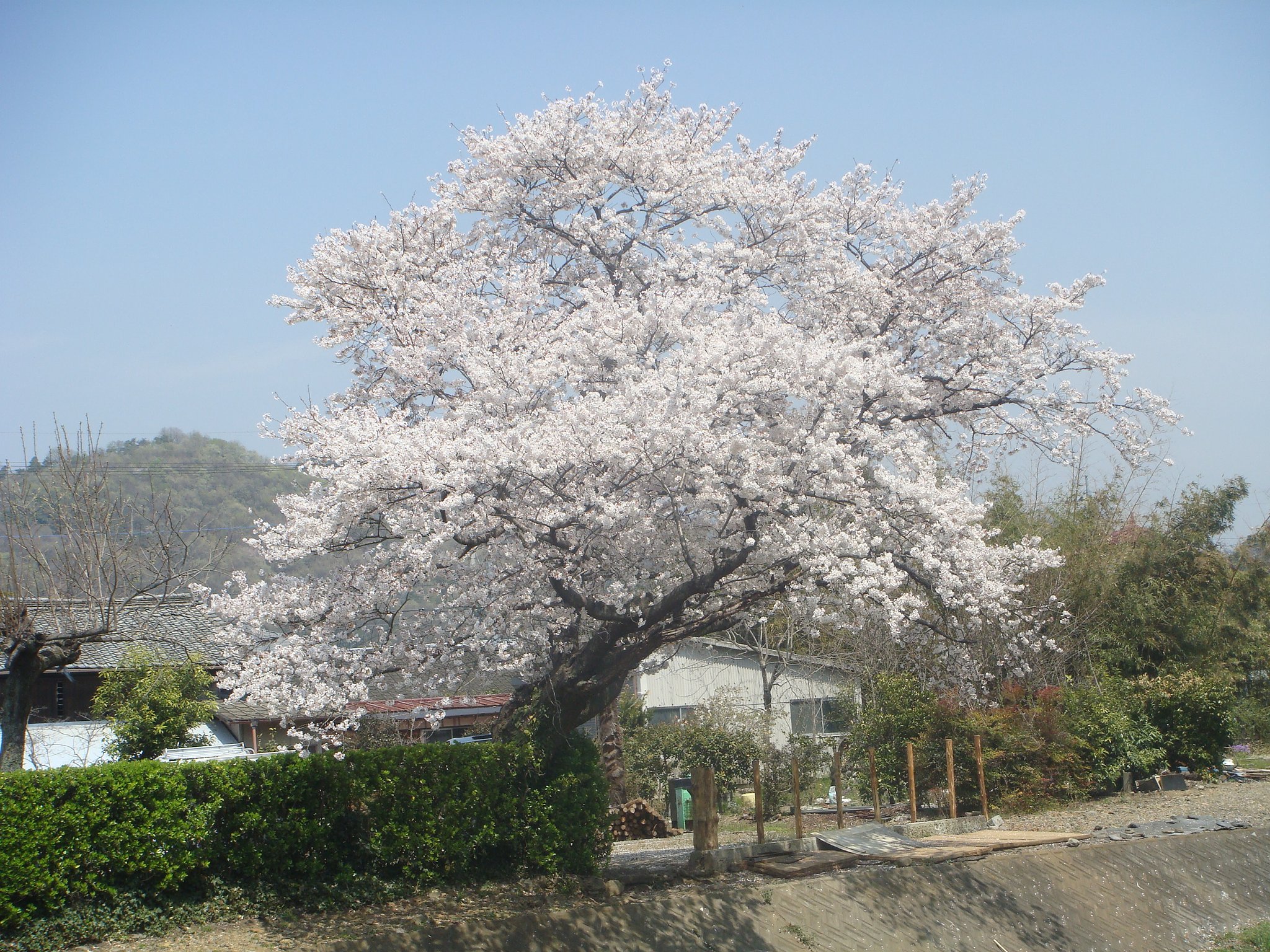 桜