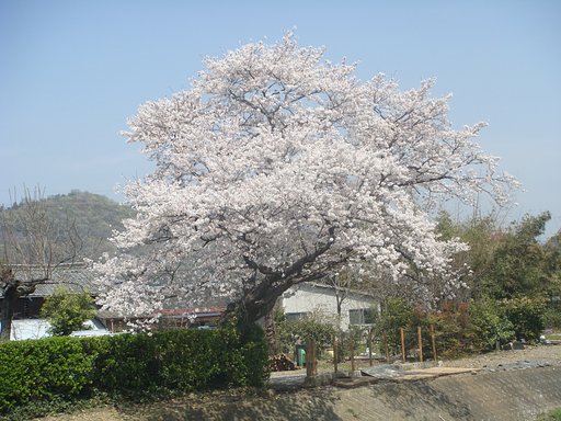 桜