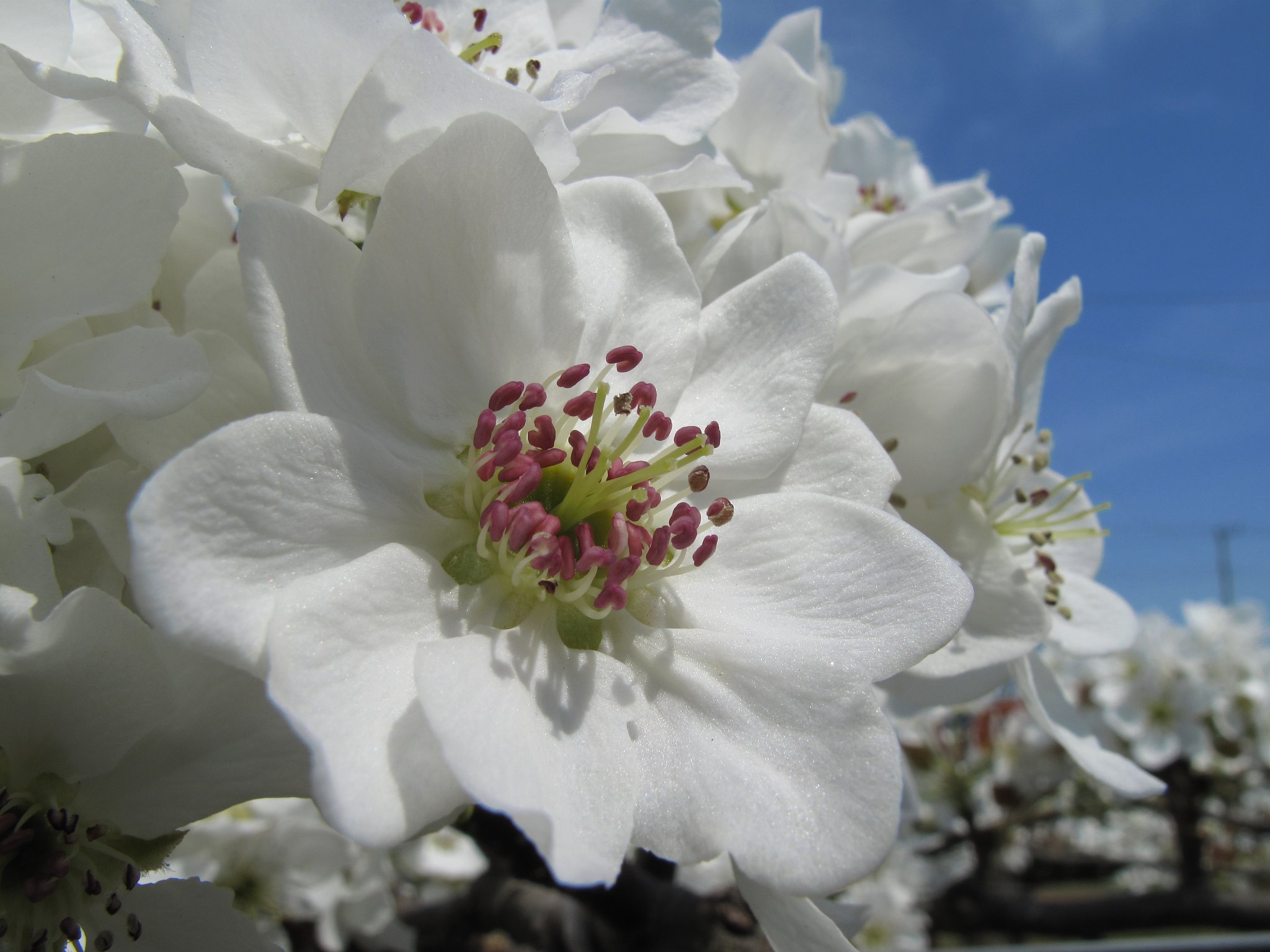 梨の花