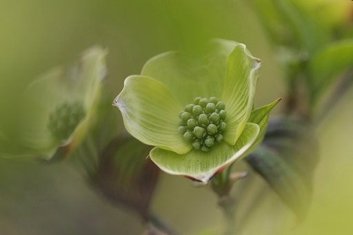 【おだやかに・・・春】若草色に包まれて