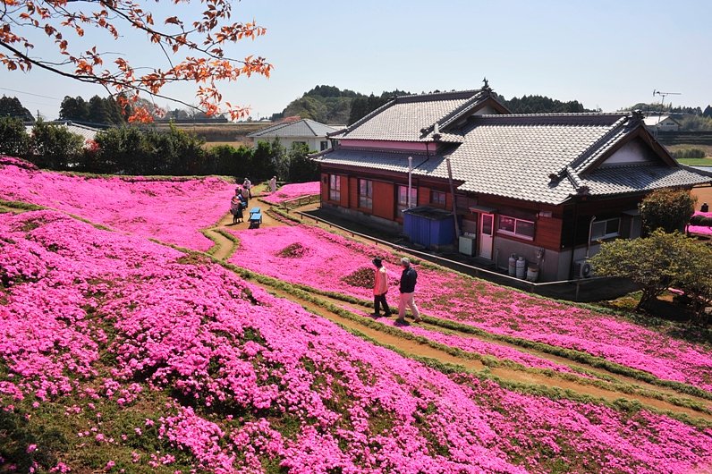 芝桜の庭園