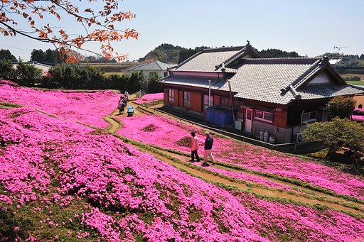 芝桜の庭園