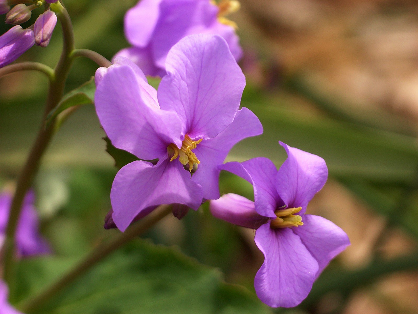 紫花菜