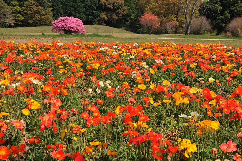 ポピーの花畑