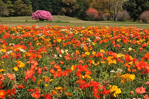 ポピーの花畑