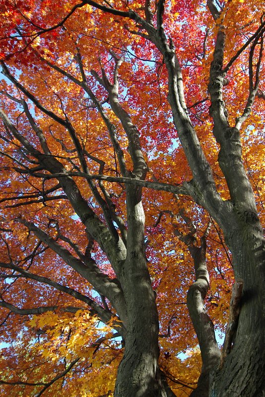 真紅盛りの紅葉