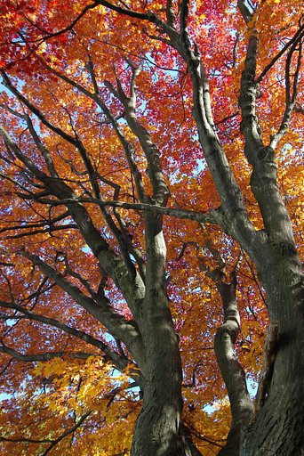 真紅盛りの紅葉