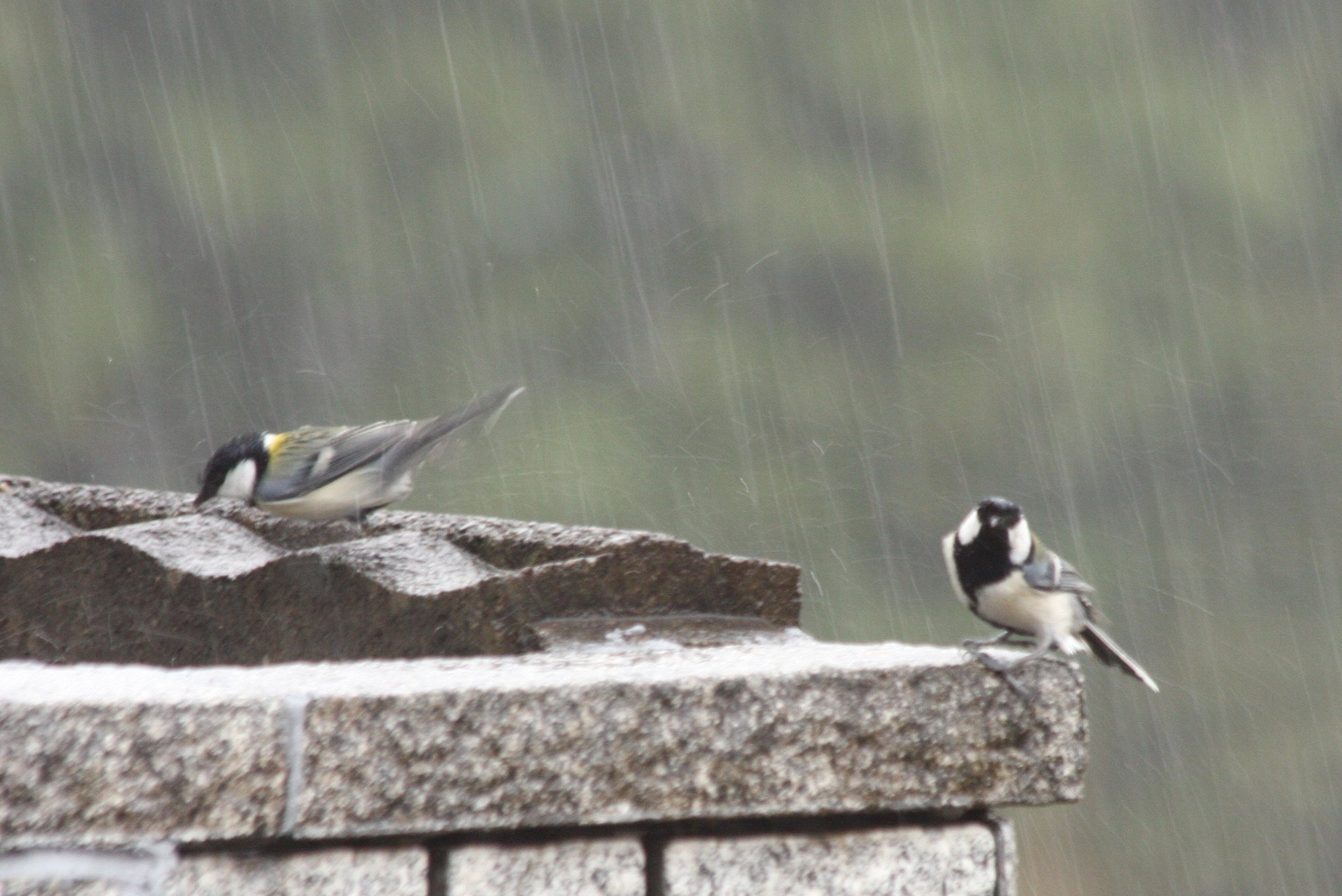 雨中のデート