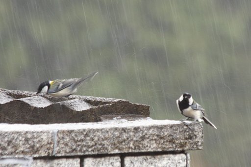 雨中のデート