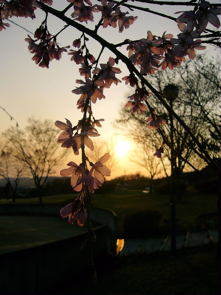夕暮れの桜