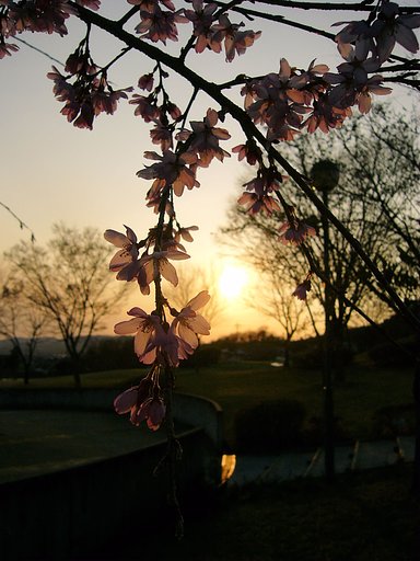 夕暮れの桜