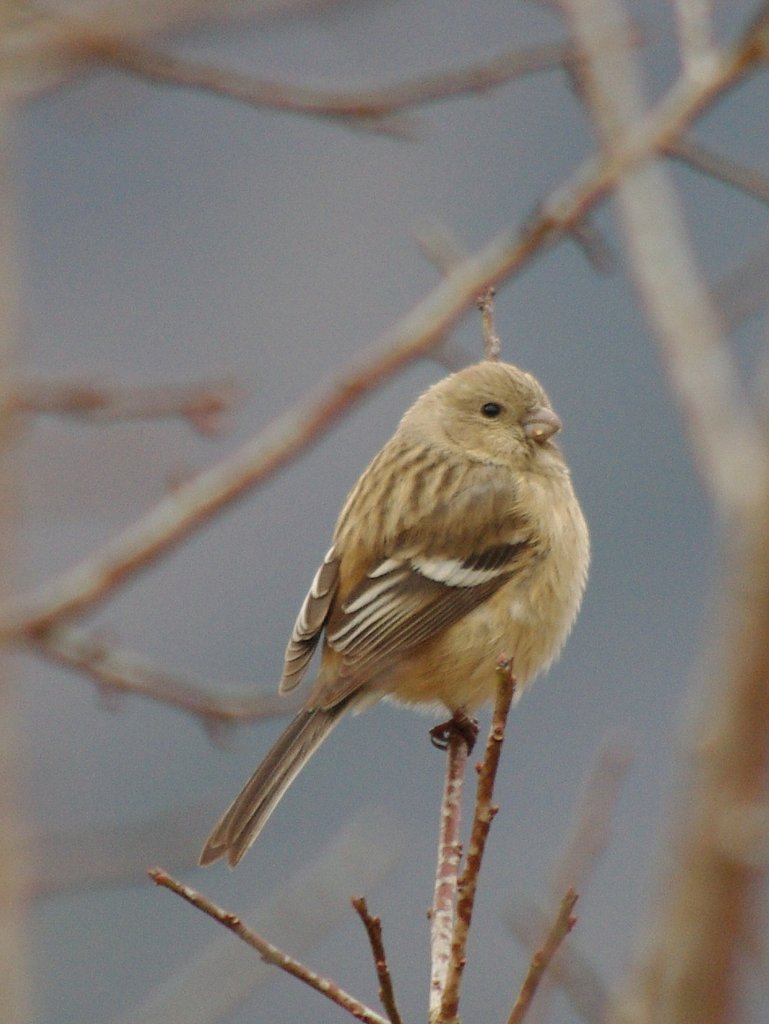 ベニマシコ♀