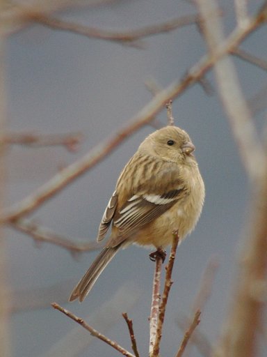 ベニマシコ♀