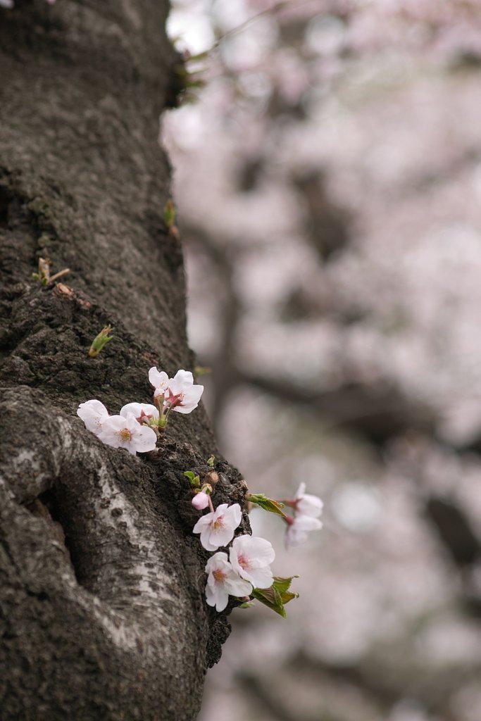 8分咲き