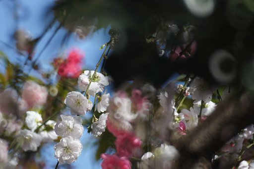 春は賑やか・・・