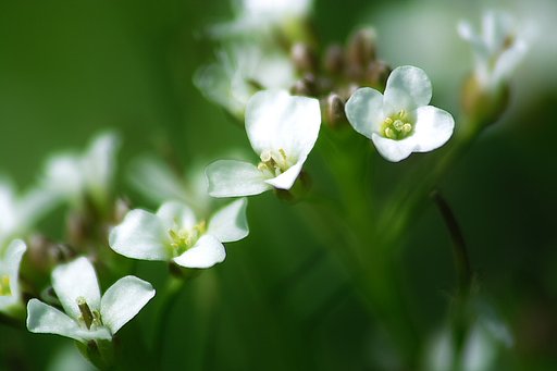 春の花　ナズナ