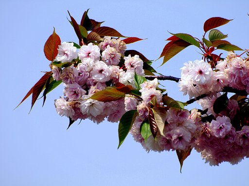 【おだやかに…春】今年は