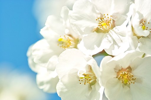【おだやかに・・・・春】お花たち楽しそう