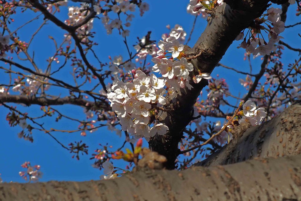 桜の子沢山