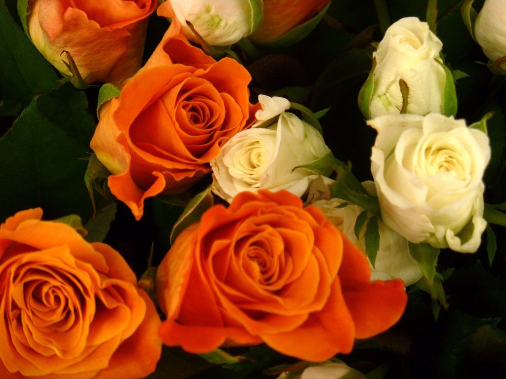 薔薇22