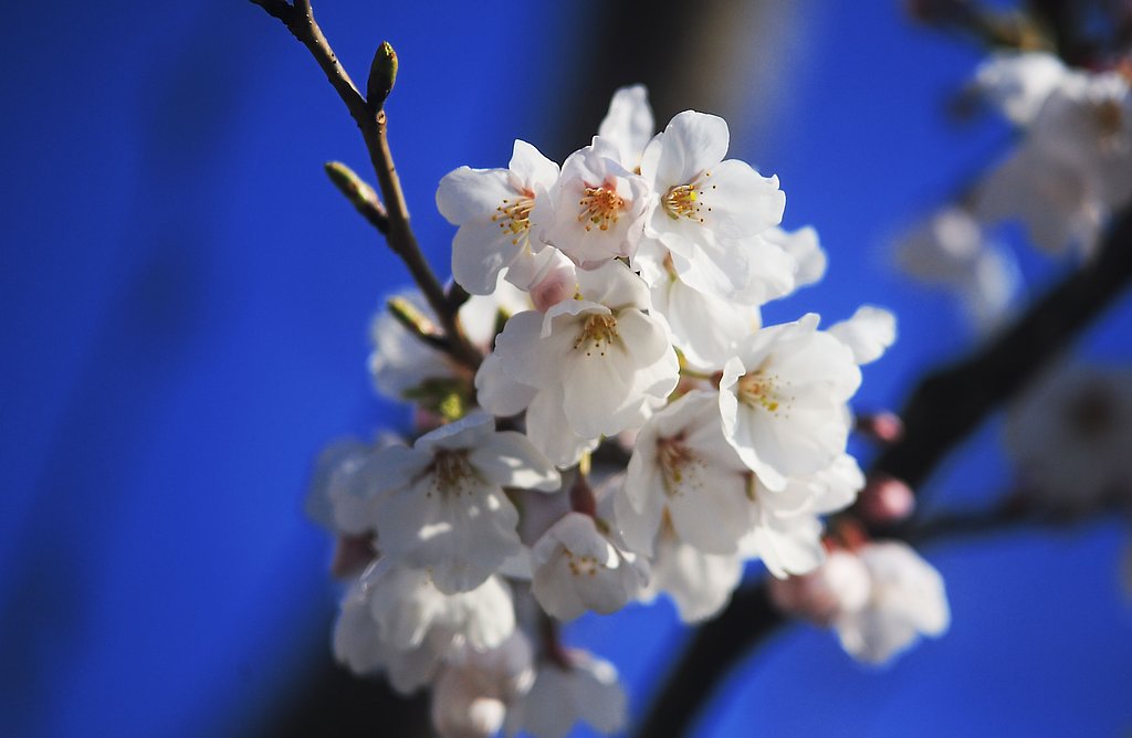 【おだやかに・・・春】桜