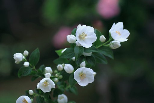 梅花ウツギ