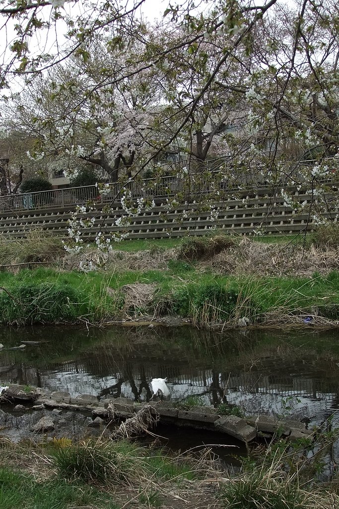 野川の桜