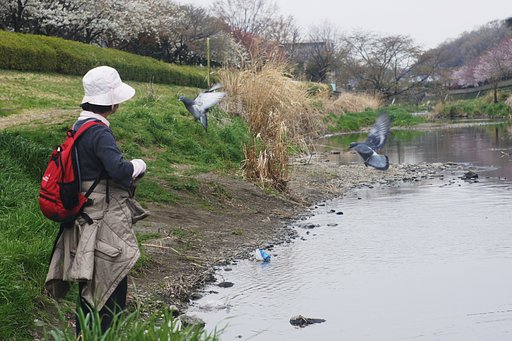野川に遊ぶ・・・