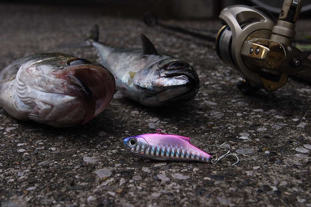 今朝の釣果