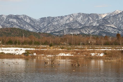 水鳥のいる風景