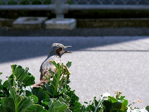 背に腹は代えられん