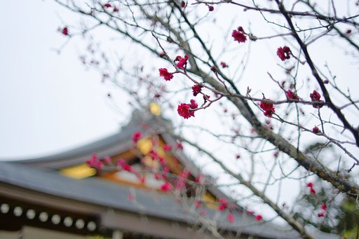大和国大神神社