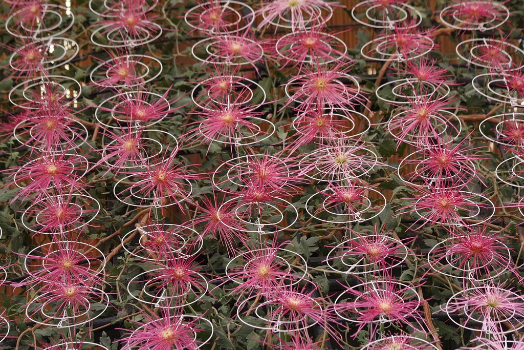 花火のような菊