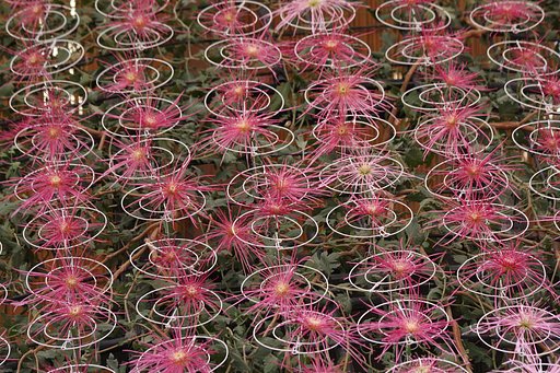 花火のような菊