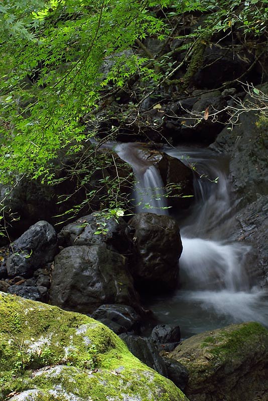 紅葉・・・全然・・・(-.-)