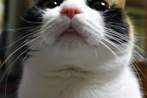 三毛猫