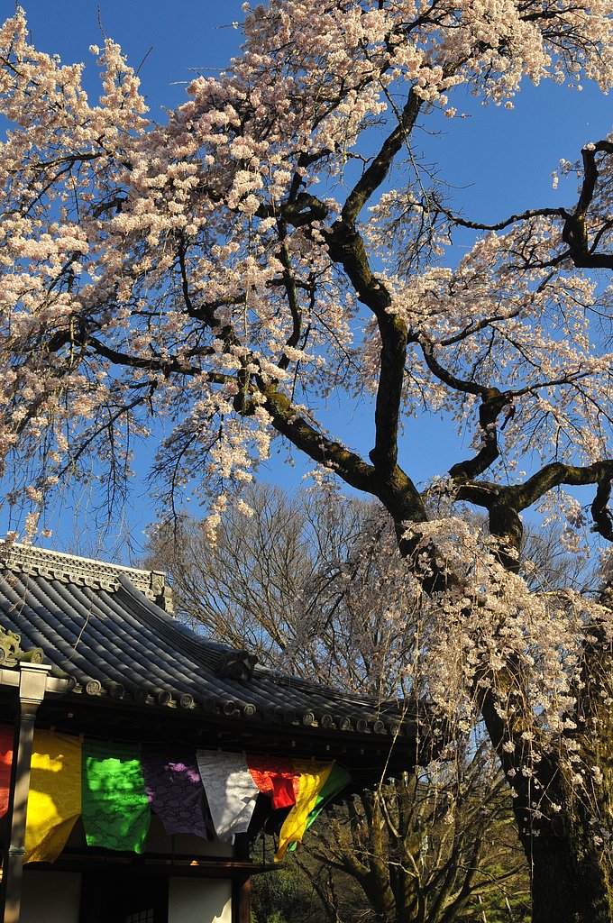 【おだやかに・・・春】桜