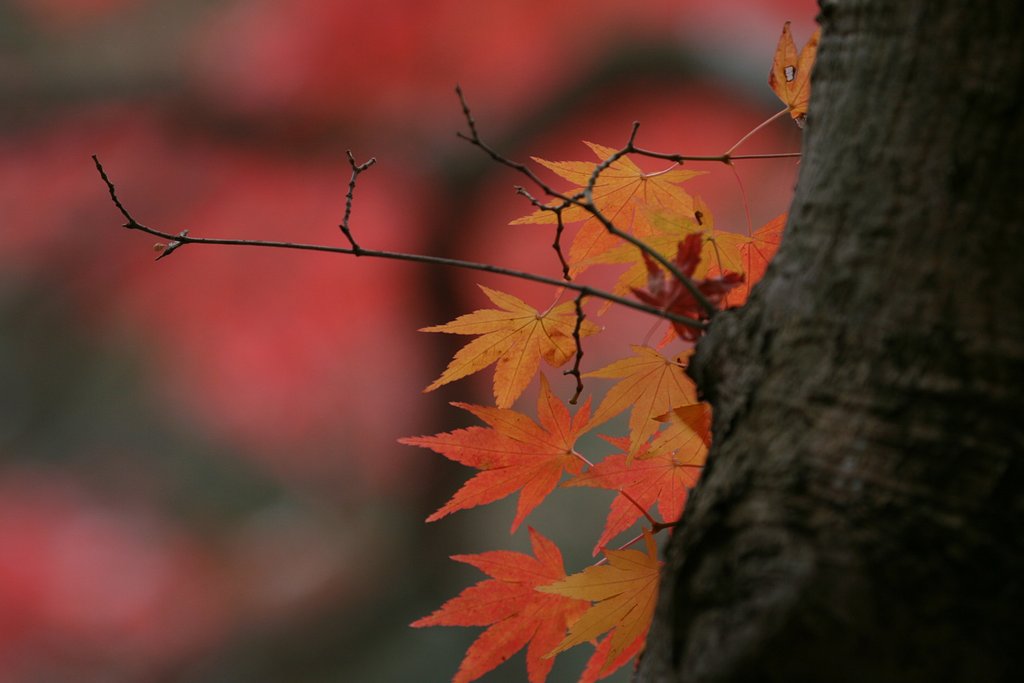 紅葉一景