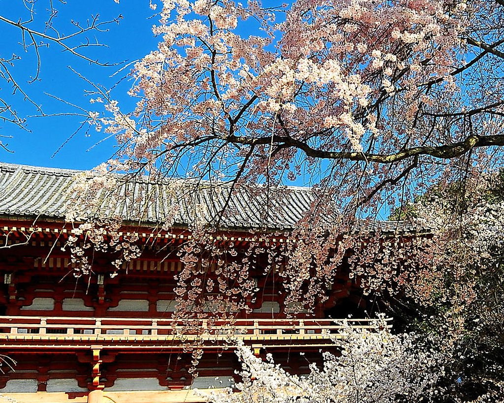 【おだやかに・・・春】桜