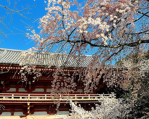 【おだやかに・・・春】桜
