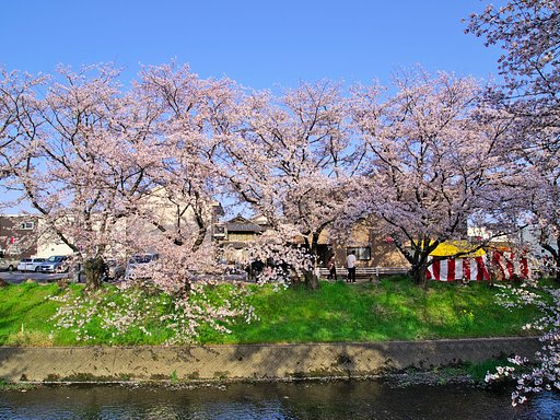 【おだやかに・・・春】 桜散策③