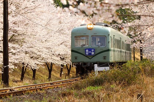 春色の汽車に乗♪〜って♪〜