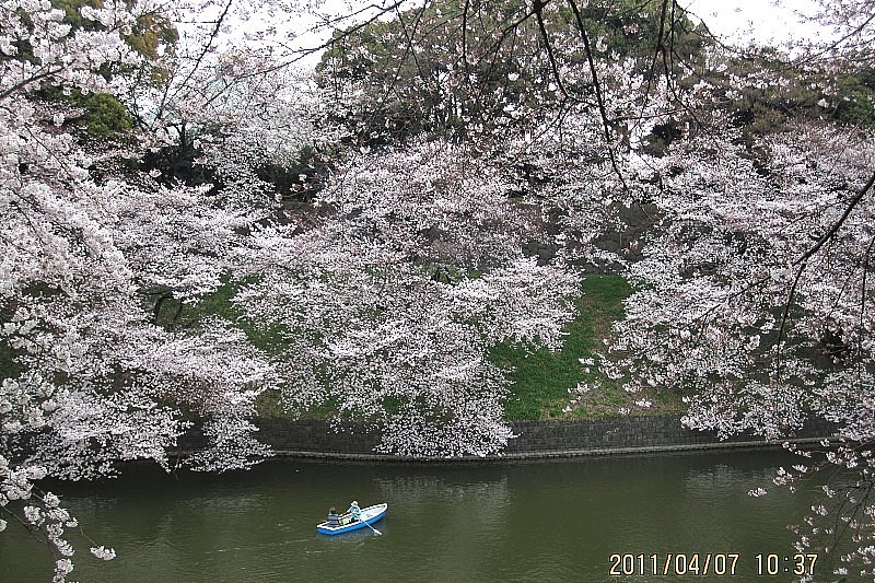 千鳥が淵の桜−２