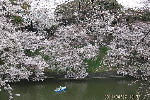 千鳥が淵の桜−２