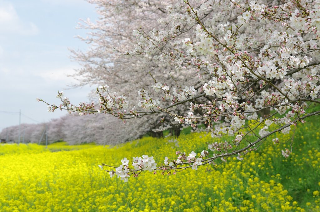 桜と菜の花