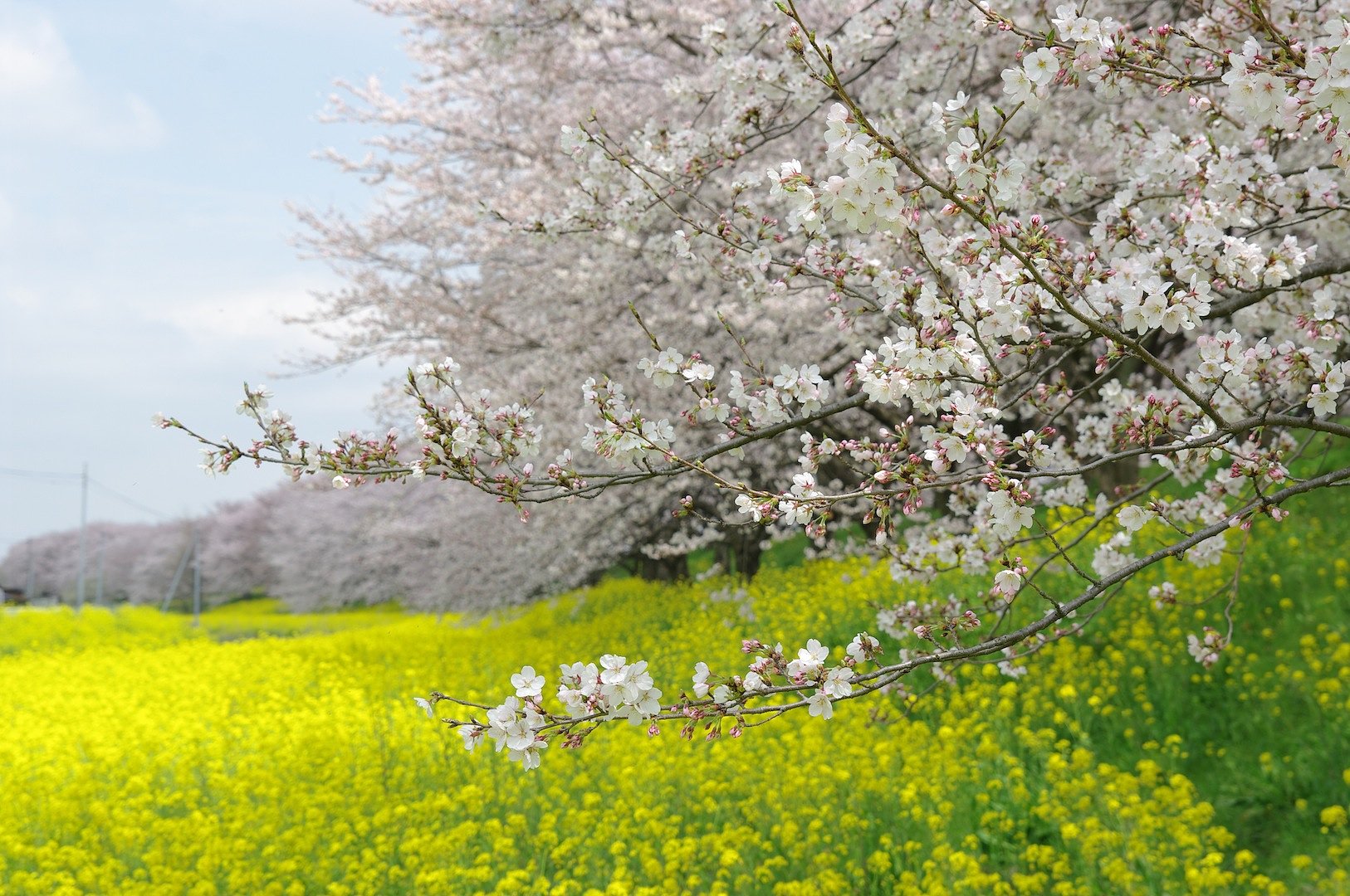 桜と菜の花