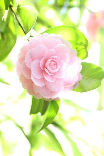 【おだやかに・・・春】柔らかな光の中に咲く