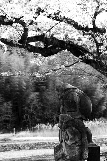 桜の下で