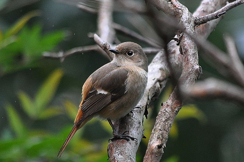 ■ジョウビタキ 1117