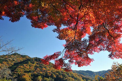 紅葉も本番です